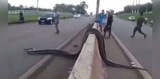 enormous snake cross road