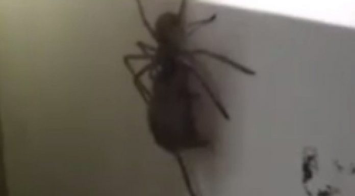 giant spider carrying mouse
