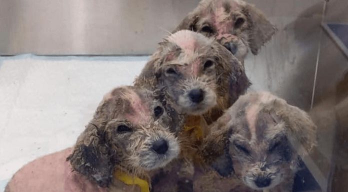 man rescues 6 tiny puppies