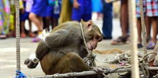 monkey gets bizarre punishment