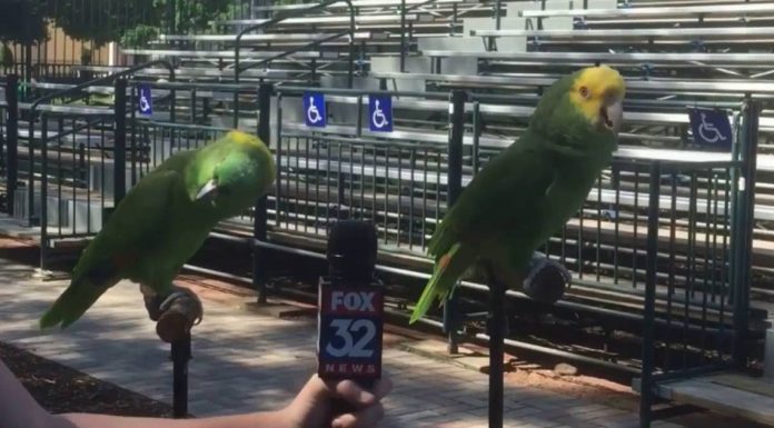 parrots break out in song