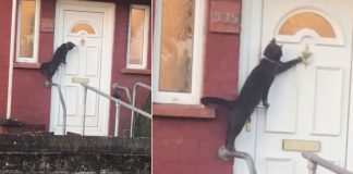 polite cat knocks door
