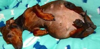 pregnant dachshund giant belly