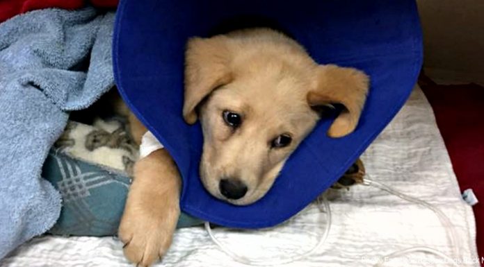 puppy Buddy abused and abandoned