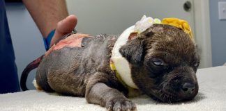 puppy found beaten burned