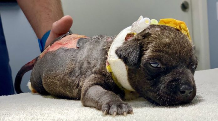 puppy found beaten burned