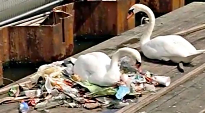 swans build nest trash
