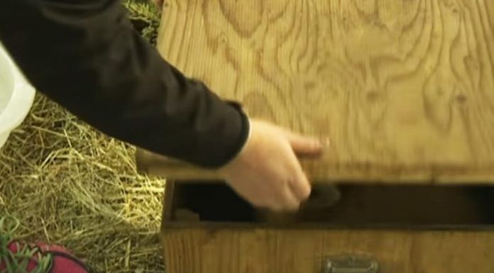 wooden chest unique animal